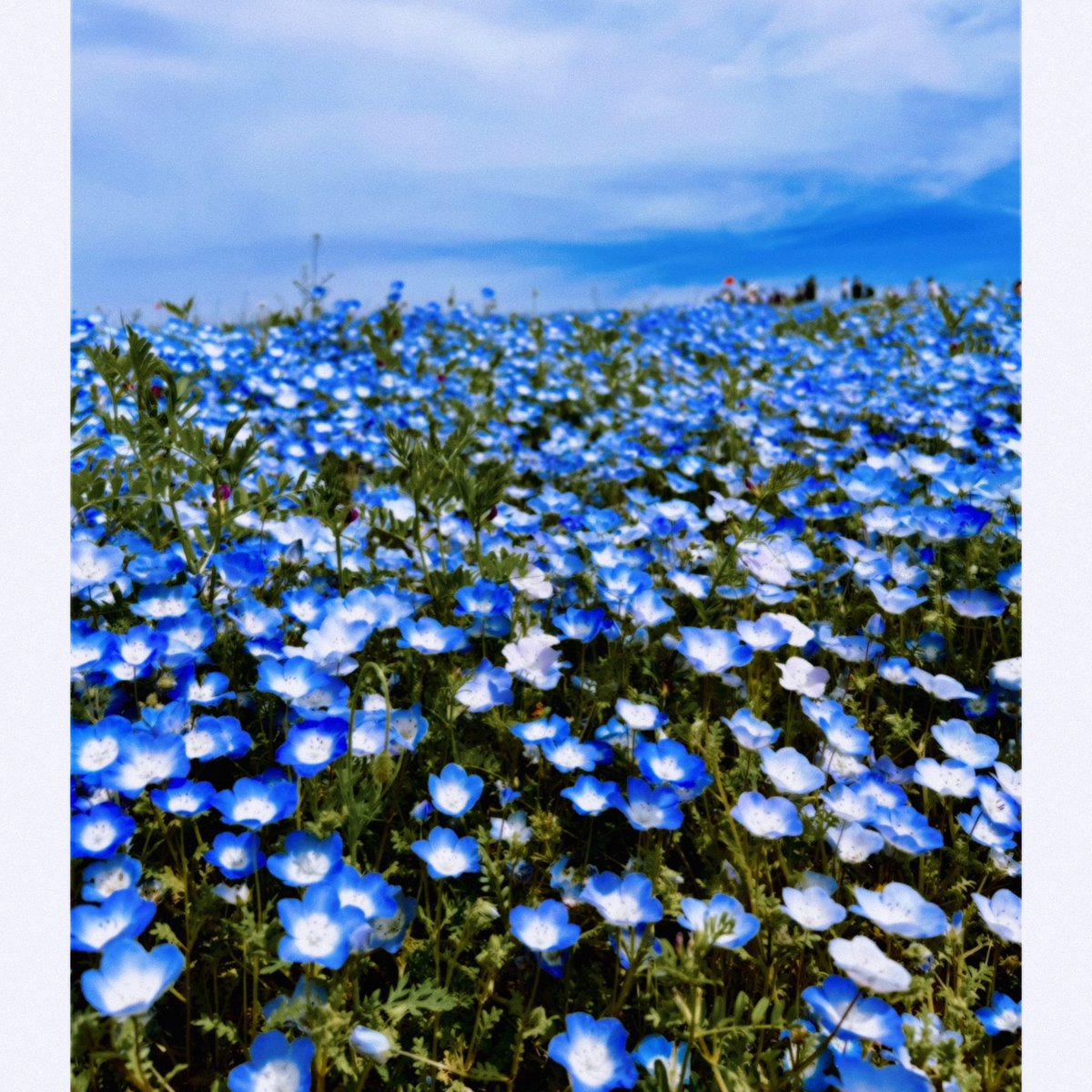 りつこ tweet media