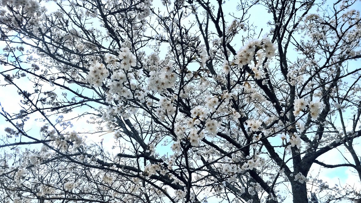「石川雷蔵、桜だよ…!!!」|一本松。のイラスト