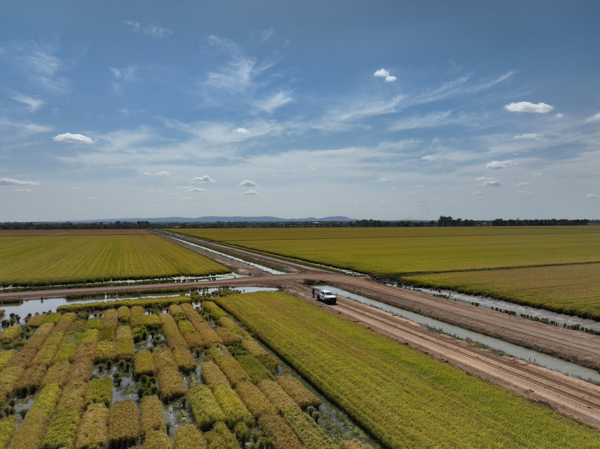 Last flight for the season done and dusted. Looking forward to seeing how the drone data compares to the ground observations.
#ausrice #ricebreedingaustralia #djimavic3multispectral #hiphen
