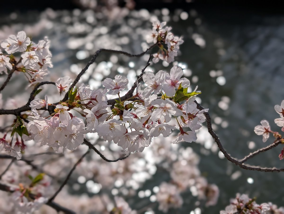 サクラ🌸満開です✨
#ポケモンGO
#PokemonGO
#GOsnapshot
#GOsnapshotCelebration
#ARofTheDay