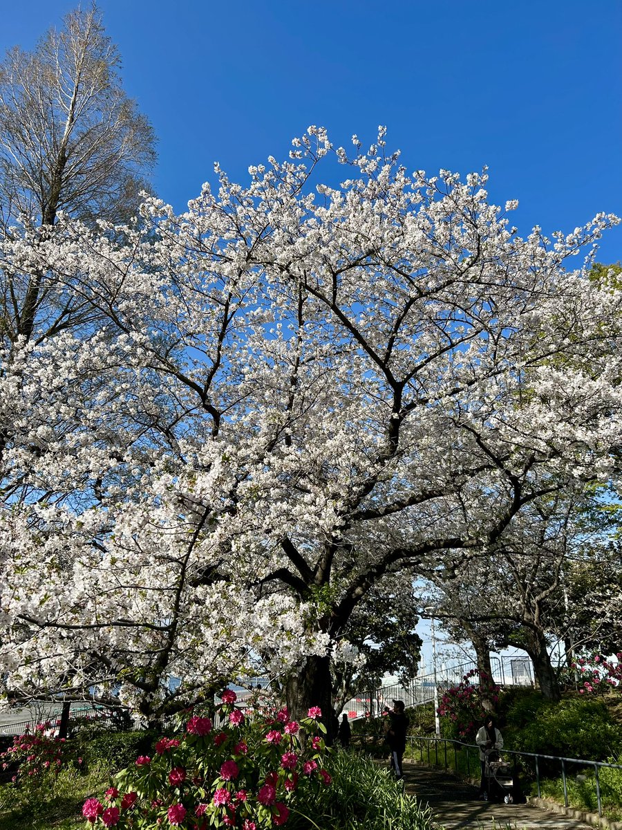 CubbyMike76's tweet image. Cherry blossoms in full bloom at Yamashita Park! 🌸 Absolutely breathtaking! ☺️ #SpringInJapan #SakuraSeason