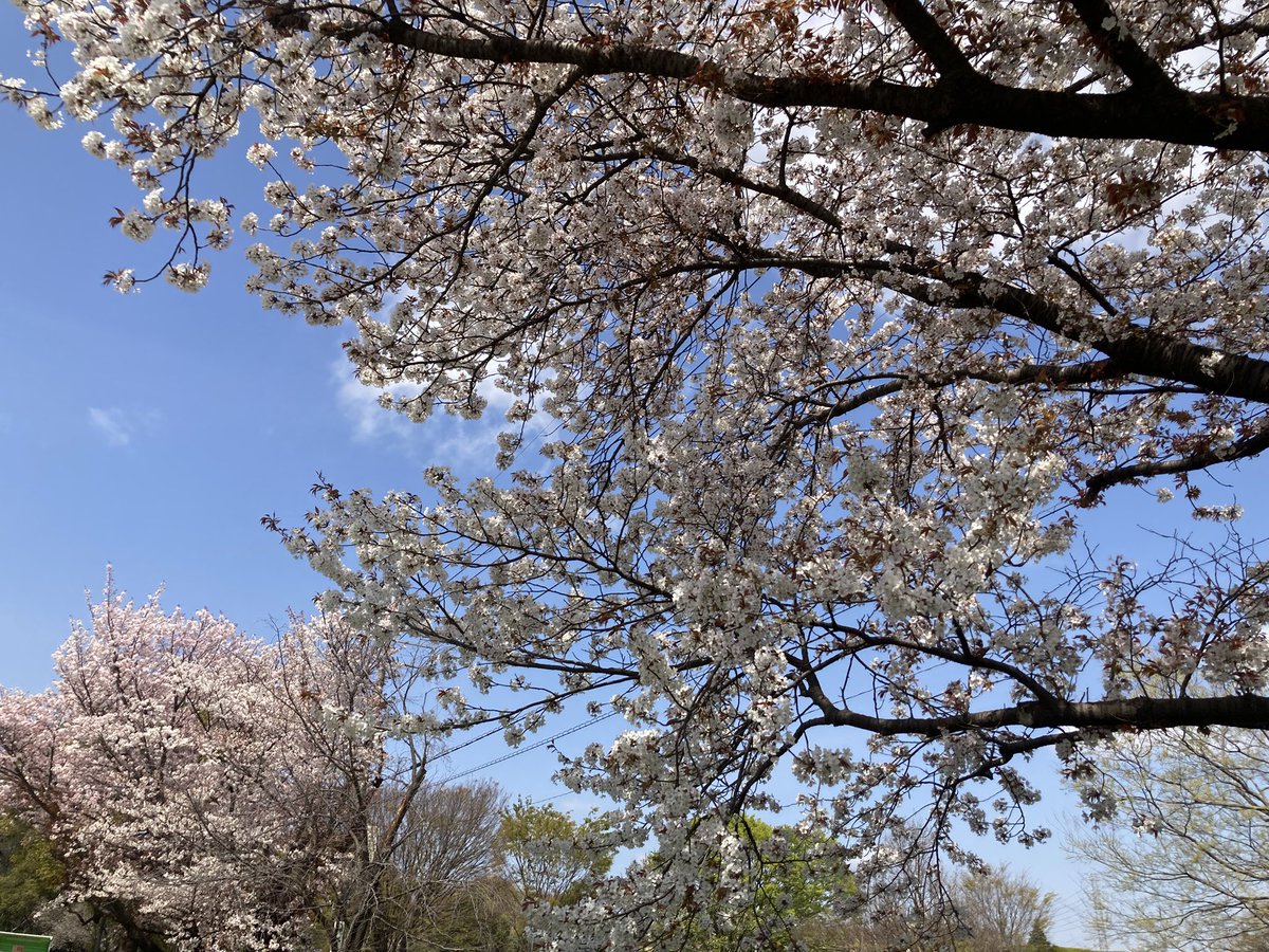GOKUTA_LEO's tweet photo. 昨日は、深大寺に桜を見に行って来ました🌸
ドックランもあったからワンズを遊ばせてきた🐶
団子屋さんもあって美味しかった♪ https://t.co/C24L1lf9wJ