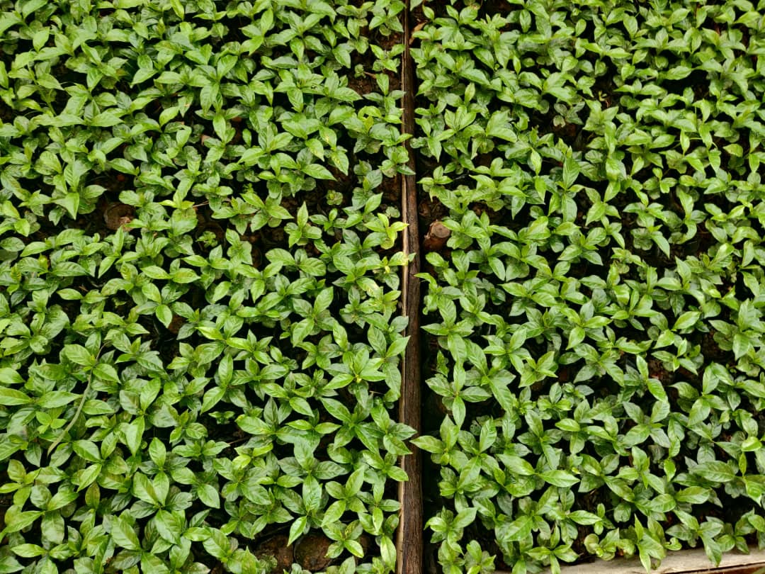 Preparing for the September planting season