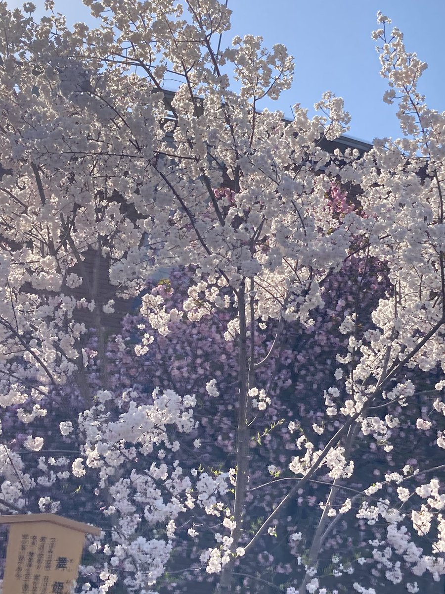 gnkjunko0601's tweet photo. 春休み最終日。
造幣局の桜の通り抜けに行ってきました🌸
まだまだ満開ではありませんでしたが、ピンクの可愛らしい花びらで、心が癒されました😄
さて明日は末っ子くんの入学式！
#学研の先生の休日 #造幣局桜の通り抜け https://t.co/4oSKwaDpEH