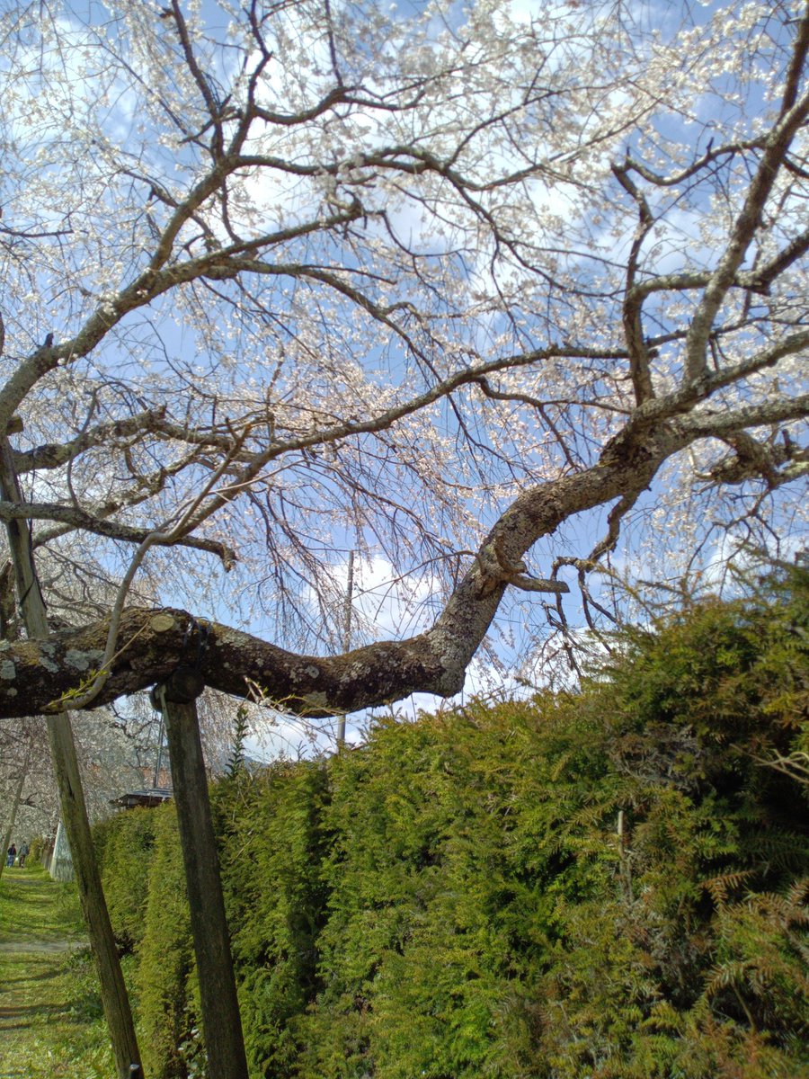 「徳佐八幡宮2025年4月6日(・×・) 4/9 」|し ろ（ 築 ５ ６ 年 ・ 心 不 全 療 養 中 ）のイラスト