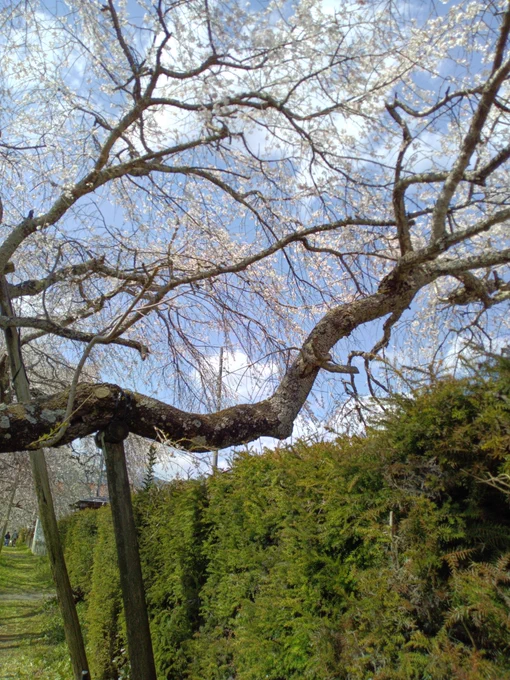 徳佐八幡宮2025年4月6日(・×・) 4/9 