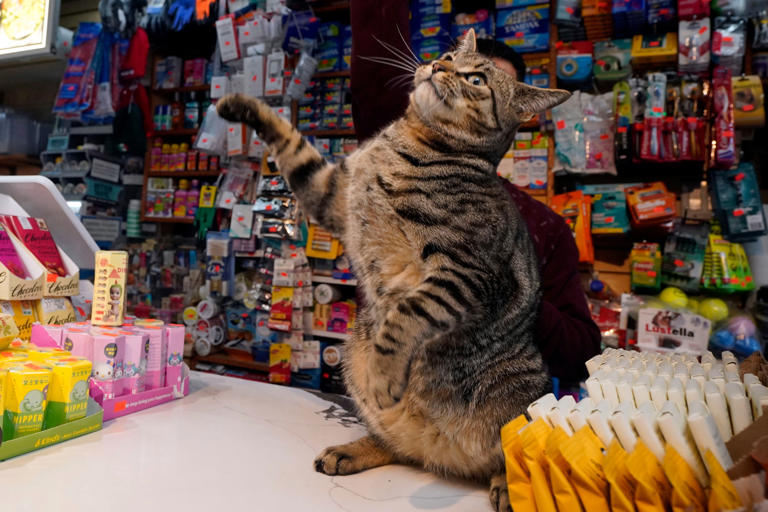 PeterAskin1's tweet photo. Save the bodega cats! 🙏🐱

New York City’s beloved “bodega cats” find themselves in a peculiar predicament: adored by locals but technically outlawed.

The future of New York’s beloved bodega cats is under threat https://t.co/XNDZSAqiF2 https://t.co/R52X9shhyi