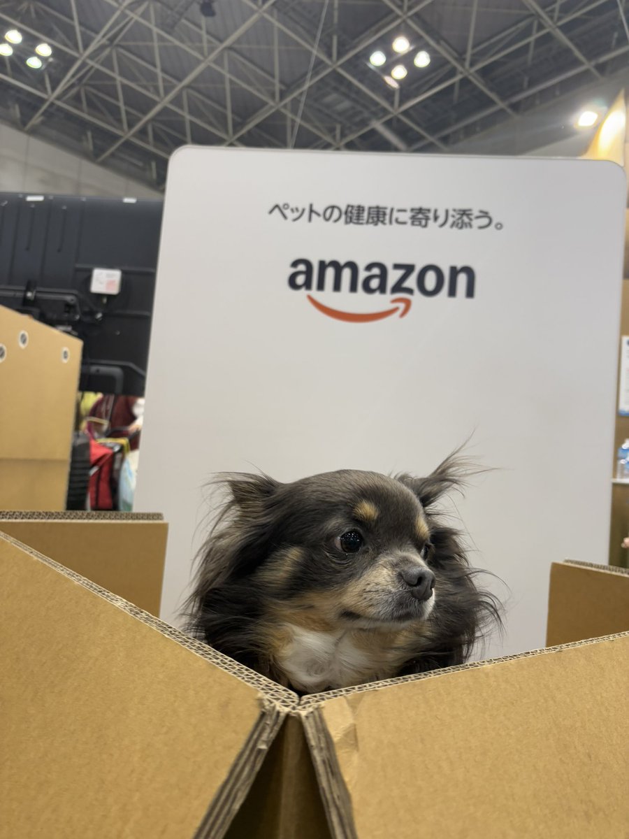 arare0129's tweet photo. Amazonのペット用品がお買い得！
https://t.co/ye559HYiQc
#Amazonインターペット #PR https://t.co/vp9s5EQwgV