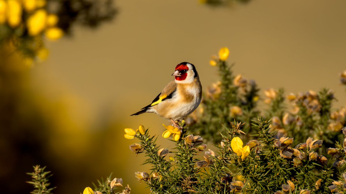Morning All 👋 Loads of editing to do after my trip to the New Forest and fitting in with this glorious weather I have a Goldfinch in early morning sunshine #TwitterNatureCommunity #TwitterNaturePhotography #NatureTherapy #NatureBeauty 

<a href="/Natures_Voice/">RSPB</a>