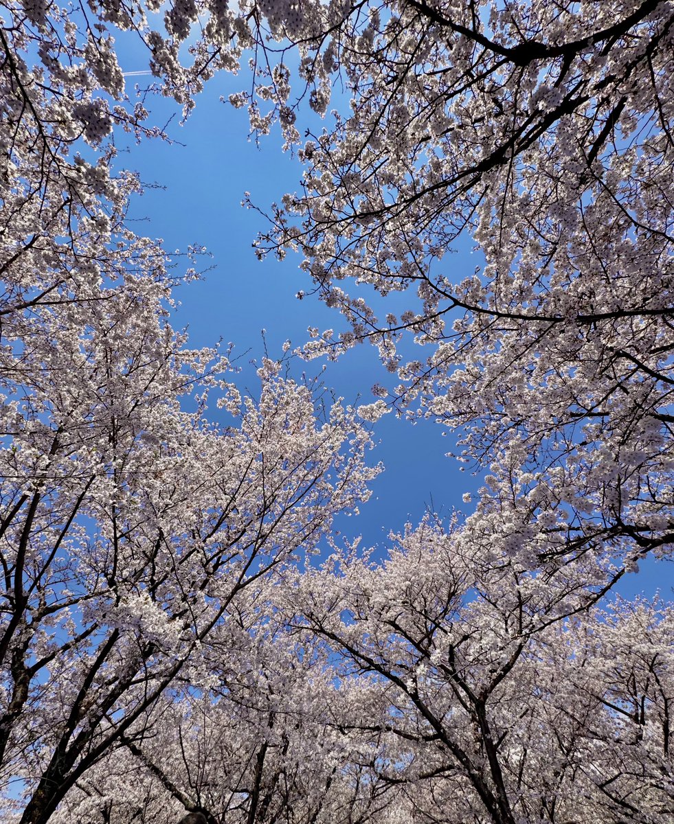 「快晴で桜がめっちゃ綺麗だった 」|速水融次郎のイラスト