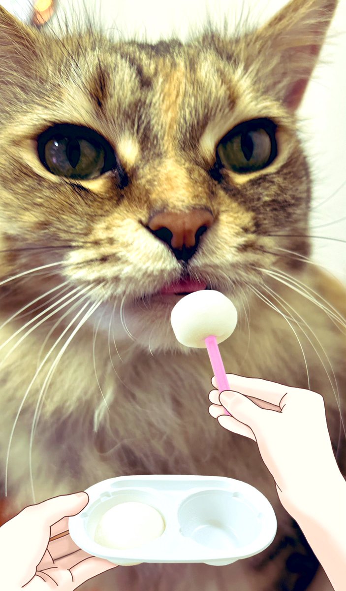 #雪見だいふく
#猫
<a href="/yukimi_lotte/">ロッテ 雪見だいふく</a>