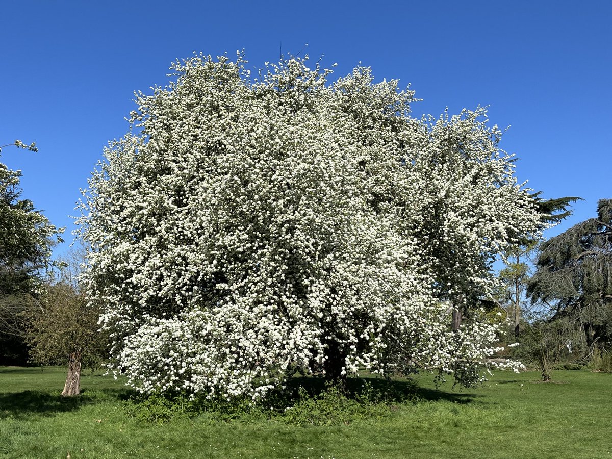Jon Goldin π (@drjongoldin) on Twitter photo #treeoftheday #peartree β¦<a href="/campbellclaret/">ALASTAIR CAMPBELL</a>β©
#Kew β¦<a href="/kewgardens/">KewGardens</a>β© β¦<a href="/kewgardensphoto/">KewGardensPhotos</a>β© #treeoftheday #peartree β¦<a href="/campbellclaret/">ALASTAIR CAMPBELL</a>β©
#Kew β¦<a href="/kewgardens/">KewGardens</a>β© β¦<a href="/kewgardensphoto/">KewGardensPhotos</a>β©