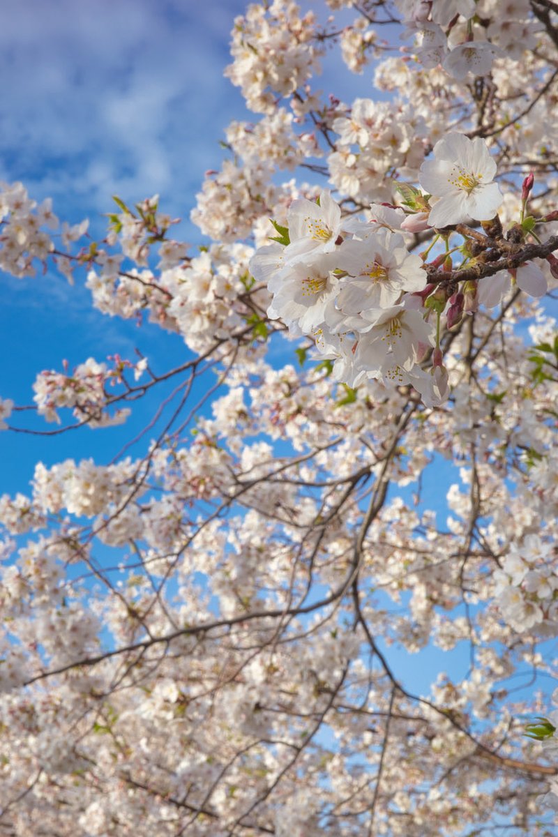 桜が咲いてから寒い日が続いたので、今年は桜が長く楽しめる。