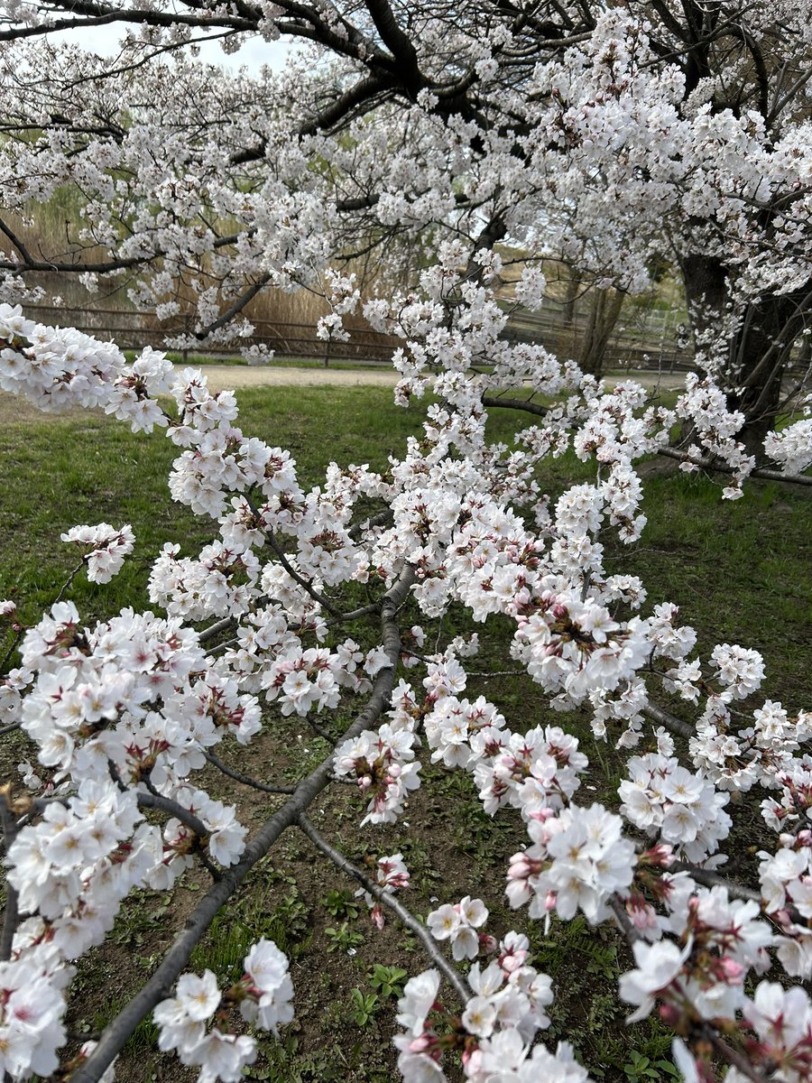🍙🌸