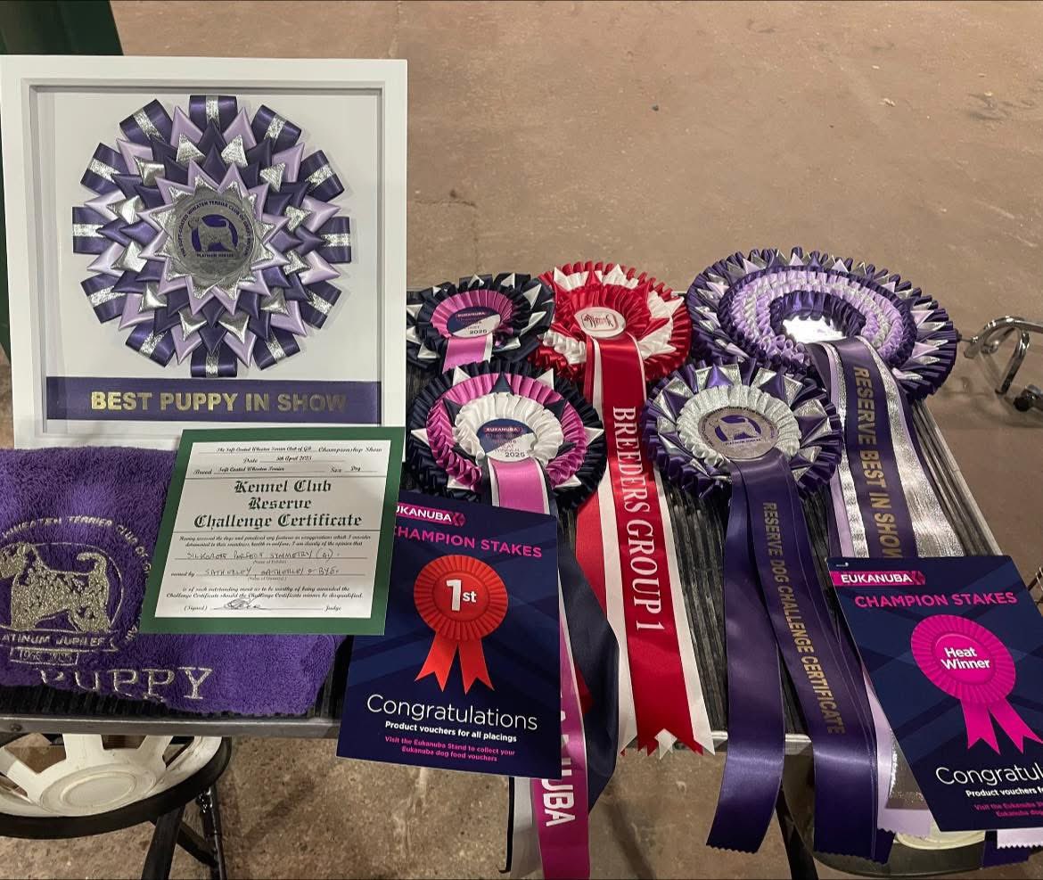 Silkcroft's tweet photo. At the Soft-Coated Wheaten Terrier Club of GB Keane aka Silkcroft Perfect Symmetry won 

🌟RESERVE BEST IN SHOW🌟
⭐️BEST PUPPY IN SHOW⭐️
🥳RCC🥳

And his final points towards his JW Title 🥰🥳

#wheaten #wheatenterrier #iscwt #scwt https://t.co/Y64Uu04pOC