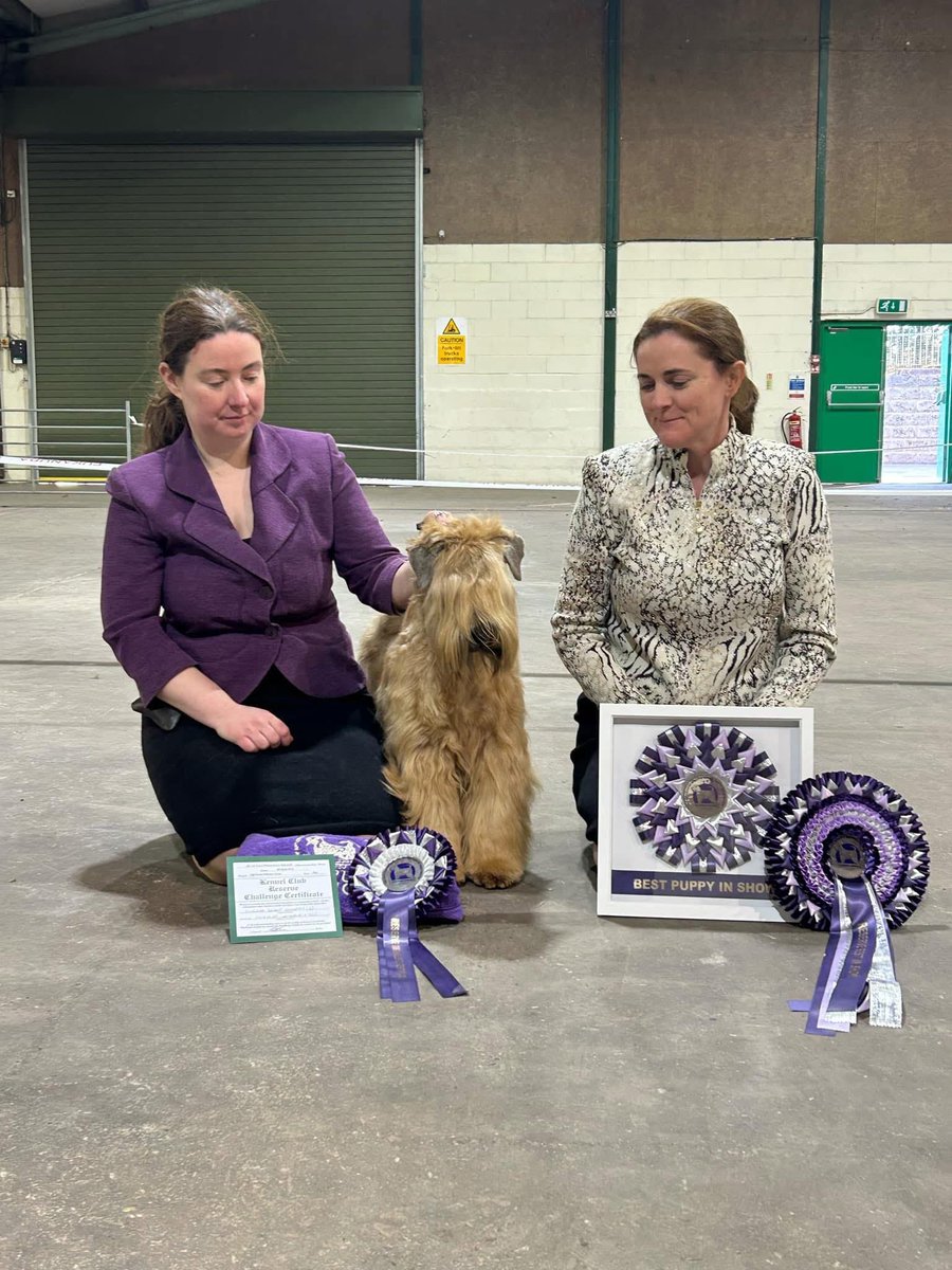 Silkcroft's tweet photo. At the Soft-Coated Wheaten Terrier Club of GB Keane aka Silkcroft Perfect Symmetry won 

🌟RESERVE BEST IN SHOW🌟
⭐️BEST PUPPY IN SHOW⭐️
🥳RCC🥳

And his final points towards his JW Title 🥰🥳

#wheaten #wheatenterrier #iscwt #scwt https://t.co/Y64Uu04pOC