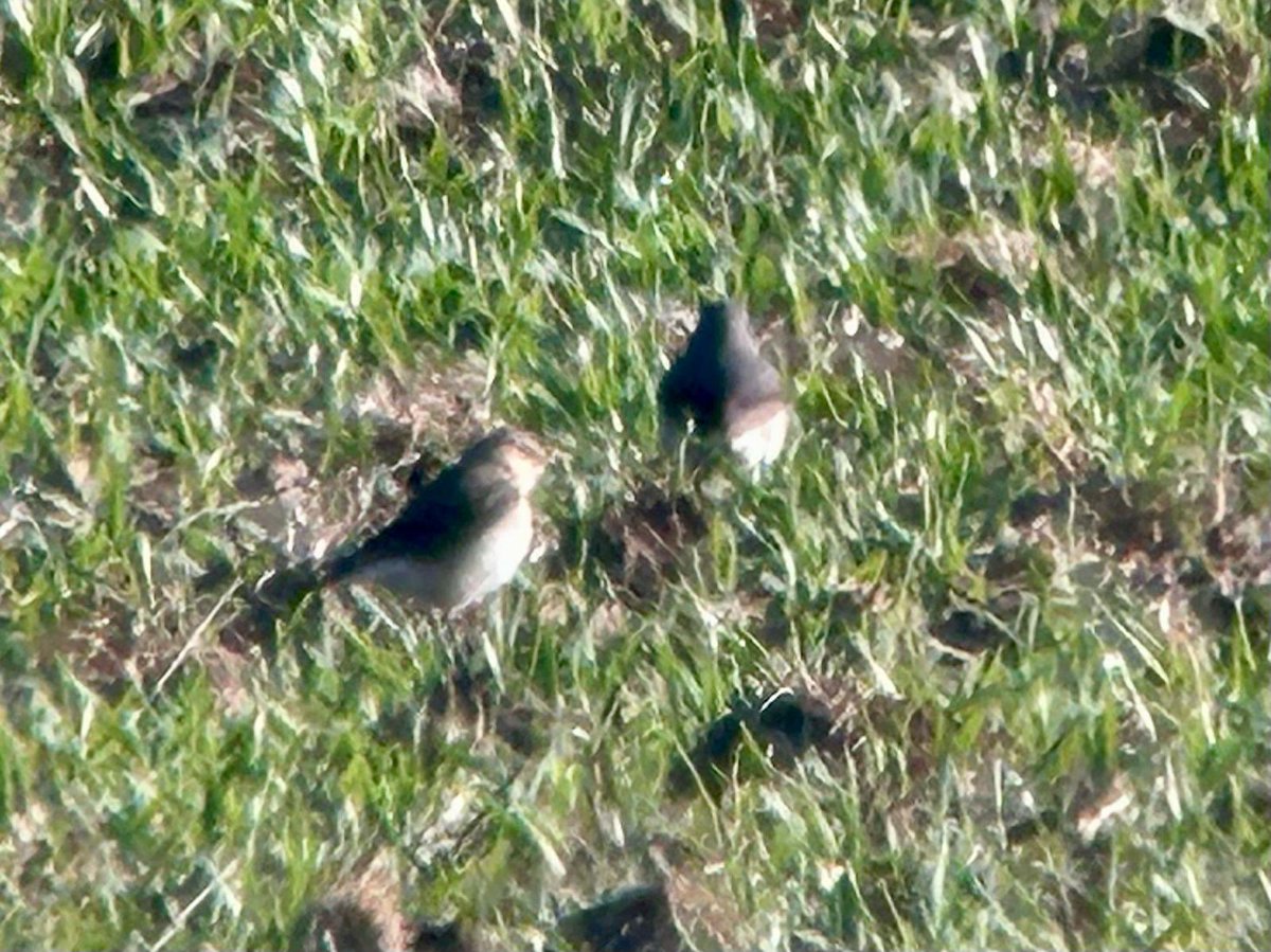07.50. 10 LRPs at Stanborough GPs. 4 Pintail still

Now 2 Wheatears at Stanborough GPs - M &amp; F - in same place as yesterday in arable field behind middle pool
#hertsbirds
