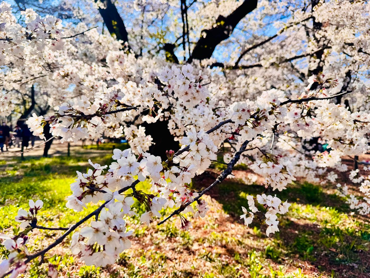 「まんばちゃん!花見よ!!おだんごとチョコバナナも美味しいわね!! 」|のげしのイラスト