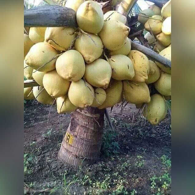 TUNAUZA MICHE YA MINAZI MIFUPI  FUPI  MINAZI YA KISASA INAYO KUWA NA KUZAA NDANI YA MUDA MFUPI.  WE ARE SELLING DWARF COCONUT TREE.

Bei ni 5,000Tsh

Call/Text/WhatsApp: +255 712 25 31 02