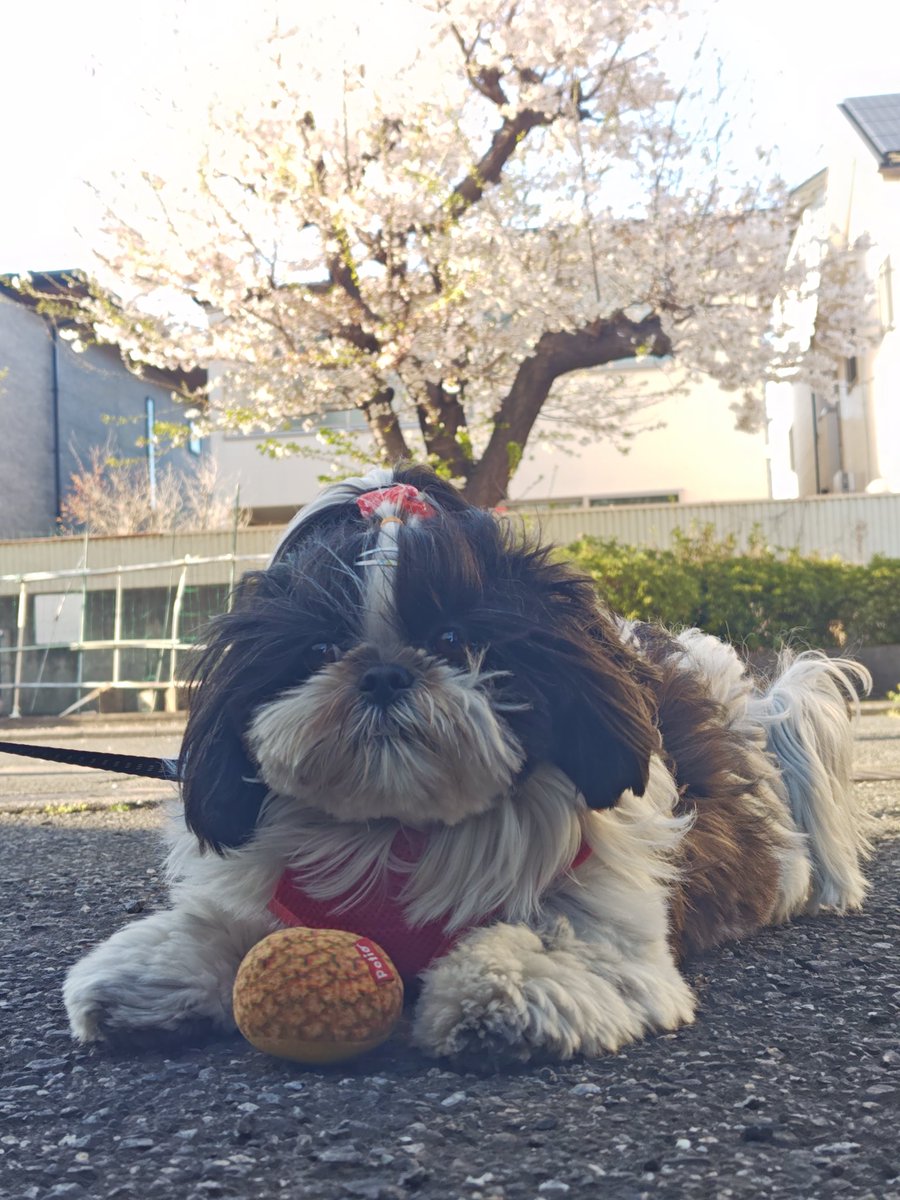 tail_man_'s tweet photo. 春
桜
ワンコ https://t.co/sDhJa9Pdmq