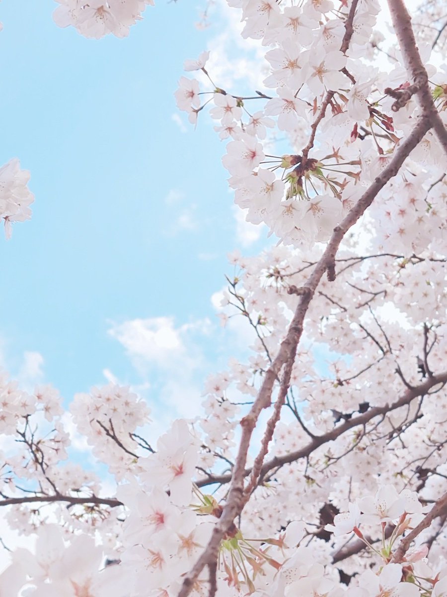 「澄み渡る青の空と桜雲 」|フーシェ🌸のイラスト