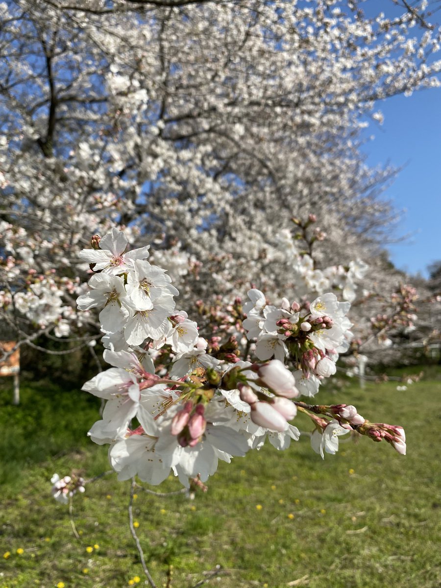 midoritiroru's tweet photo. 昨日、朝早く起きて、桜を観に散歩してきました🌸ちょっと疲れていたから、桜の満開の中を散歩したり、キックトックLiveしてたら元気になっちゃった🥰#桜満開 https://t.co/MiPU6p00JK