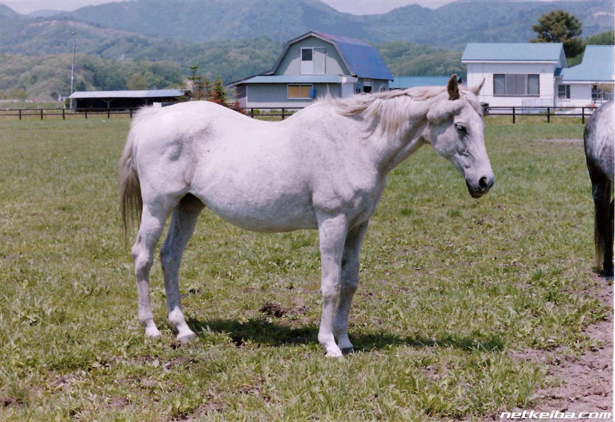 妹オグリローマンはヒシアマゾンと同期の桜花賞馬。ヒシアマは外国産馬