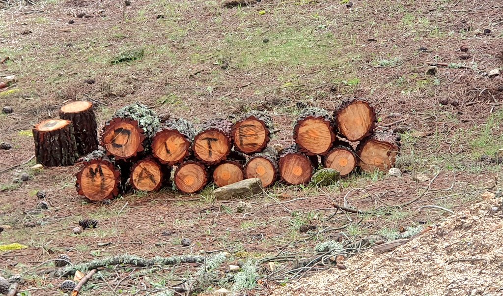 MARÍA LÓPEZ MUÑOZ (@meritele) on Twitter photo Paseando junto a #LaJarosa  encuentras esta estampa. El reparto tradicional  de leña entre los vecinos lugareños. Me encanta ver cómo en el #Madrid del siglo XXI se mantienen ciertas tradiciones con sabor a antaño. Los troncos con los nombres. Imagino sus brasas en la chimenea. Paseando junto a #LaJarosa  encuentras esta estampa. El reparto tradicional  de leña entre los vecinos lugareños. Me encanta ver cómo en el #Madrid del siglo XXI se mantienen ciertas tradiciones con sabor a antaño. Los troncos con los nombres. Imagino sus brasas en la chimenea.