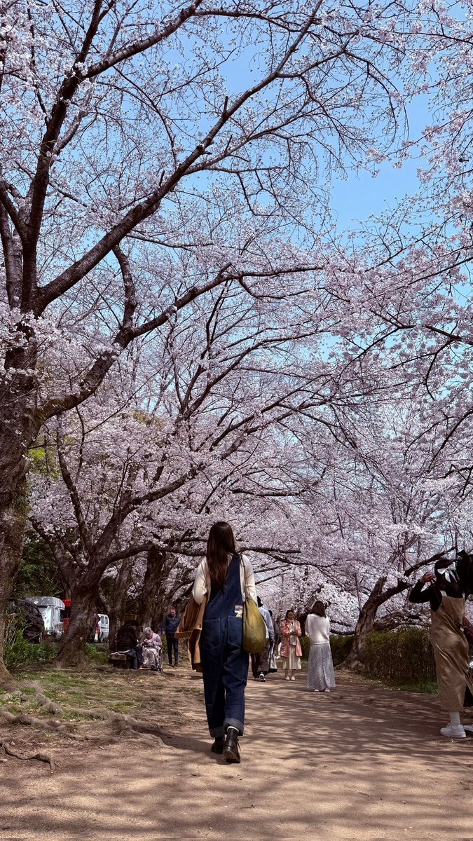 ampun_ampun's tweet photo. 満開でした💕︎︎
#サクラ
#桜🌸
#お花見
#tcbjeans
#xxdevelopment
#REDWING https://t.co/WUTTZdemLD