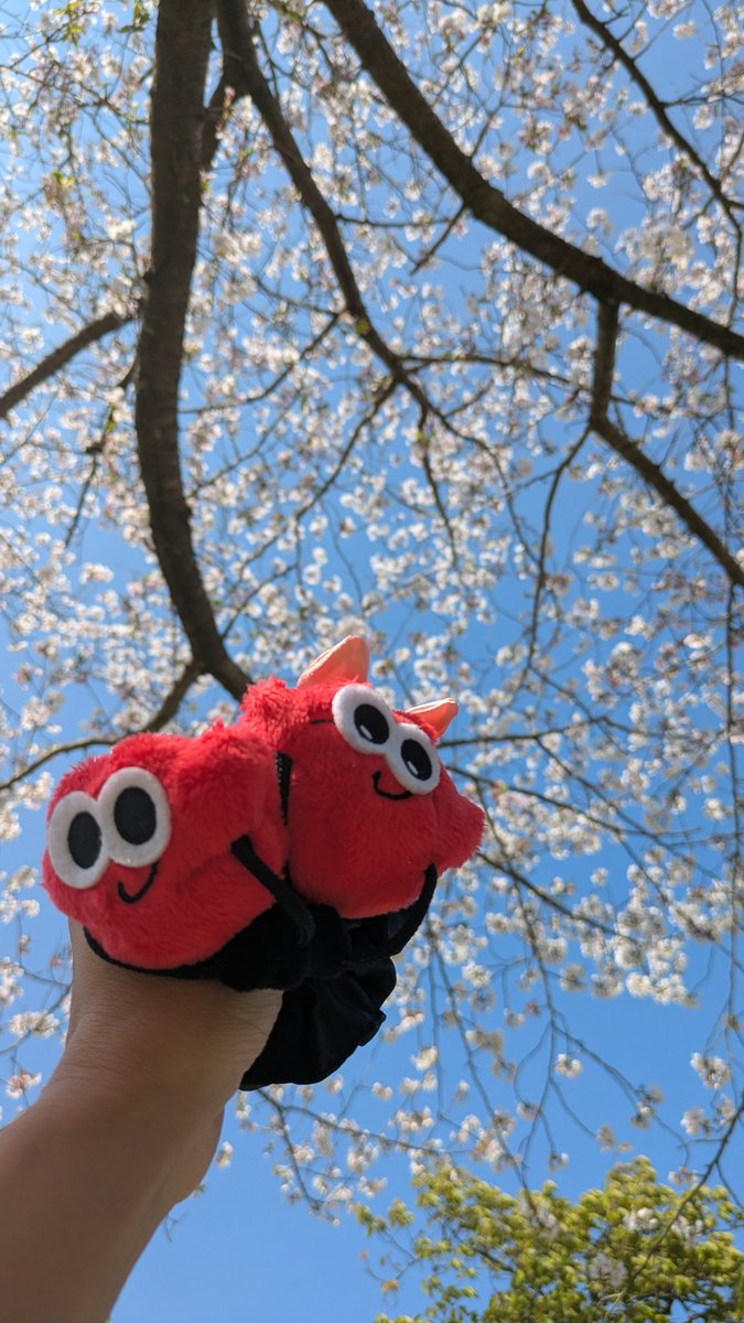 miiiho1985's tweet photo. 🌸全国からNissyへ春をお届け📣🌸

#Nissy_Re10th 全力で完走したNissyへ全国から桜のプレゼント🎁

#Nissy_NBC 
#Nissy_Re10th最高の到達点をありがとう
#Nissyに私達から春のお知らせ
#各地の桜
#NissyへLippy_Rujju_桜
#鹿児島

@NissyStaff https://t.co/V7p6UdrJep