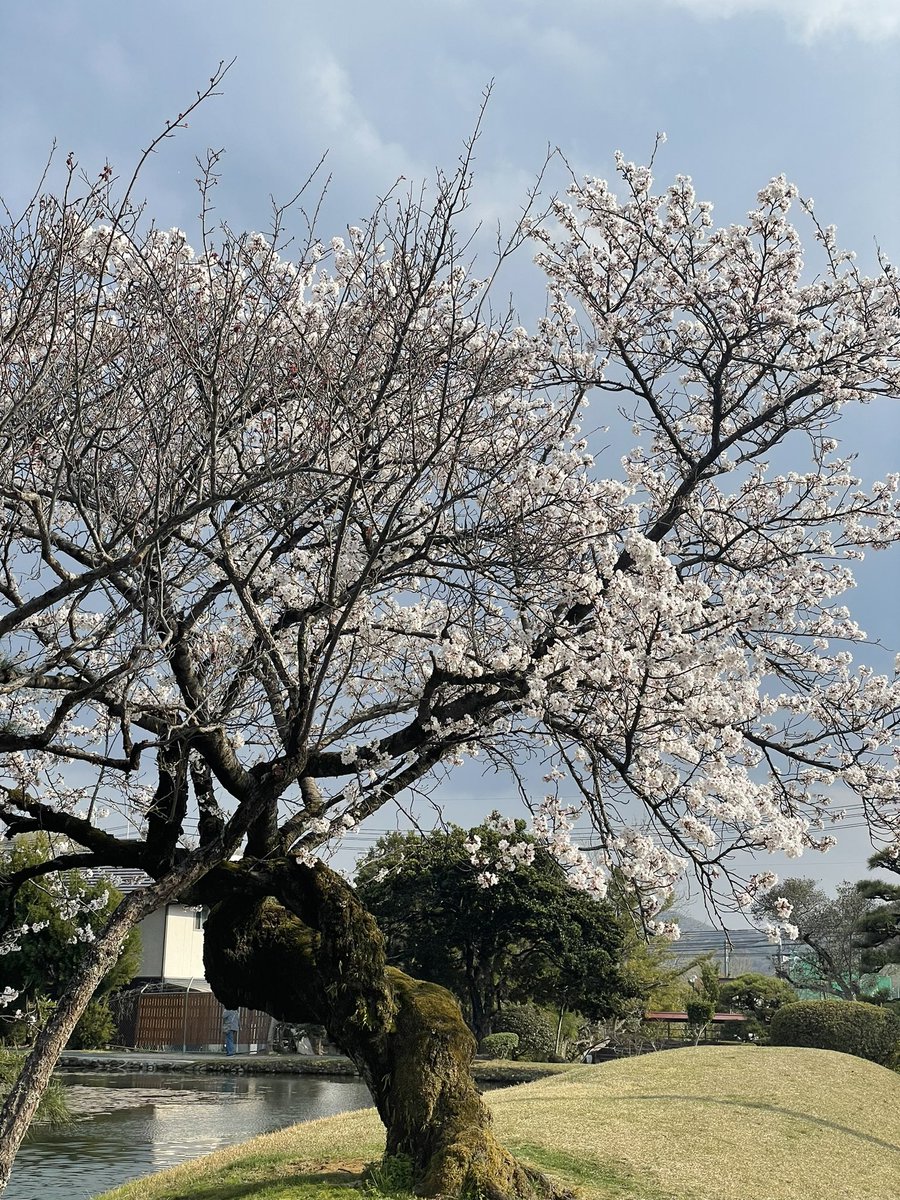 930116taka10ve's tweet photo. お花見🌸日和✨✨✨ https://t.co/qeY3pDUyd5