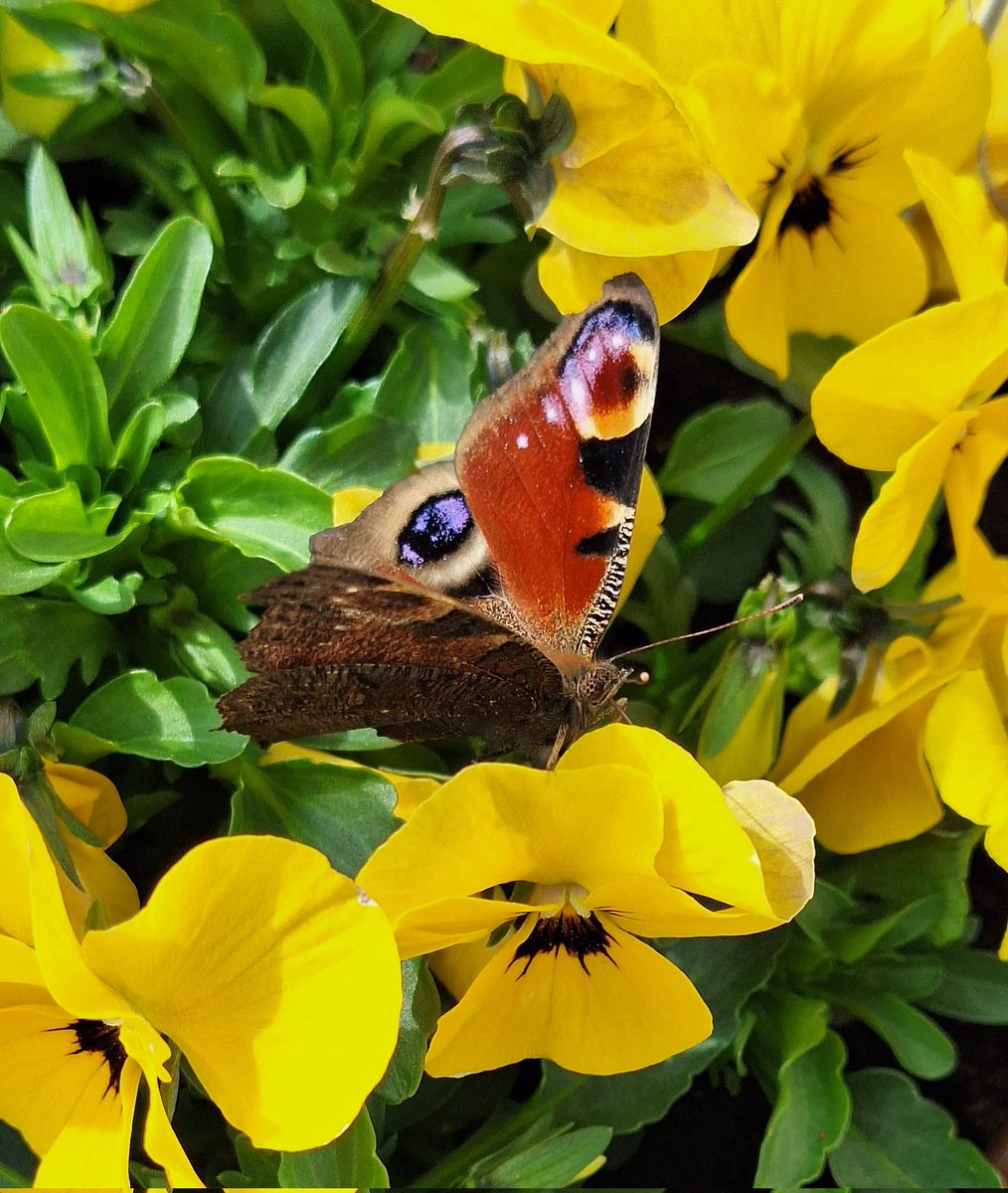 🍃🌼🦋🍃

#SundayYellow