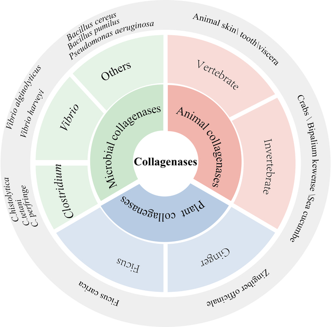 BioDesignR's tweet photo. Collagenases: key enzymes for tissue repair, with promising therapeutic potential! #Collagenases #TissueRepair
Details: https://t.co/k5l4T2ENBh https://t.co/CGCbPQudzA