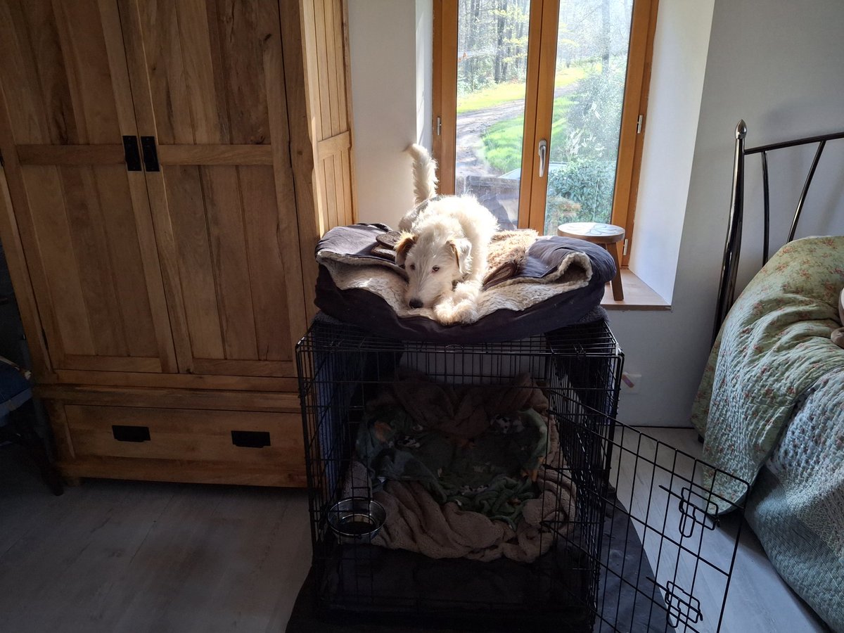 Sydney's favourite place, ontop ov his cwate 😆