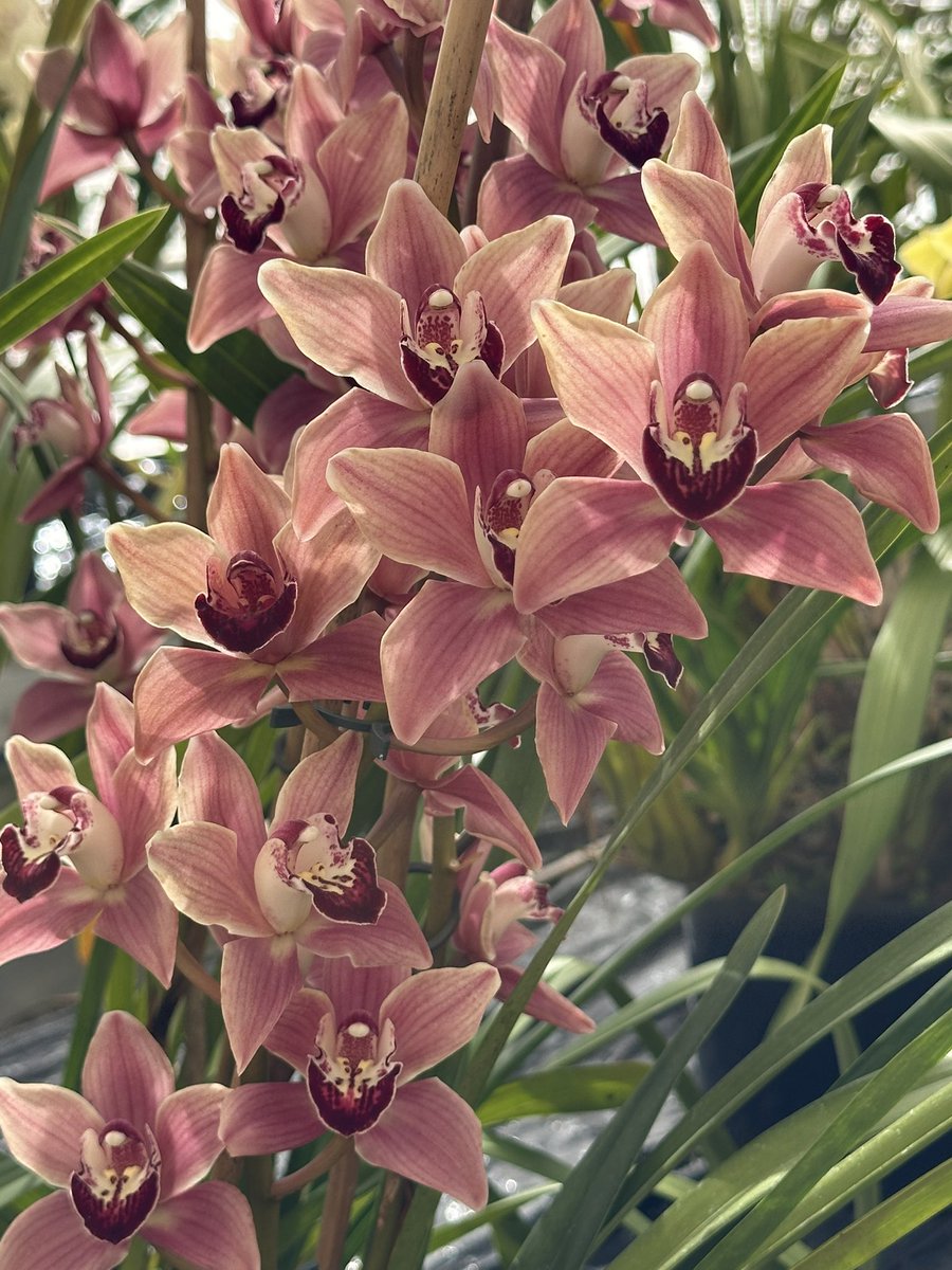 Cymbidium Magham Down looking radiant yesterday. It was great to welcome so many visitors and thanks to each and everyone who supported us! 🌿

#orchids #orquídeas #nature #conservation
