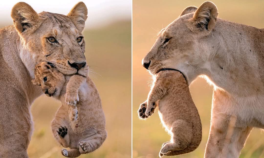 It all depends on the perspective. Which angle does one want to see something and what they want to assume.