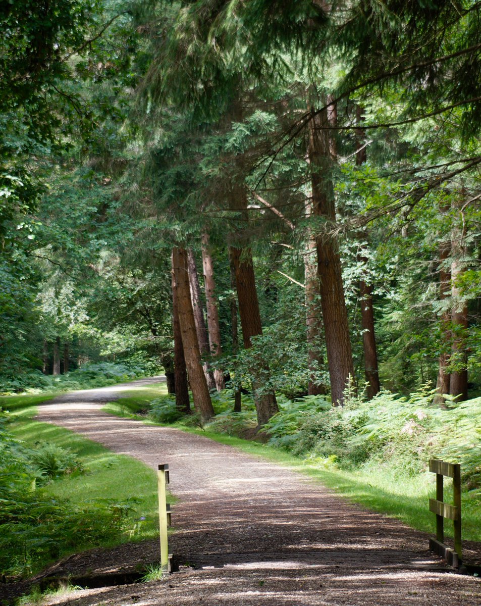 Slow down, breathe it in, and let nature work its magic. Whether it’s a peaceful woodland walk, a moment by a trickling stream, or the sight of free-roaming ponies, the New Forest is a place to reset and reconnect. Find your moment of calm: bit.ly/3O886UI