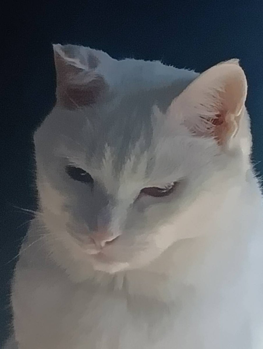 C3Bnui's tweet photo. 寝ている飼い主を殺る気満々の我が家のアサシンキャット(笑)  #猫好きさんと繋がりたい  #白猫  #保護猫 https://t.co/CuRgdeot7b