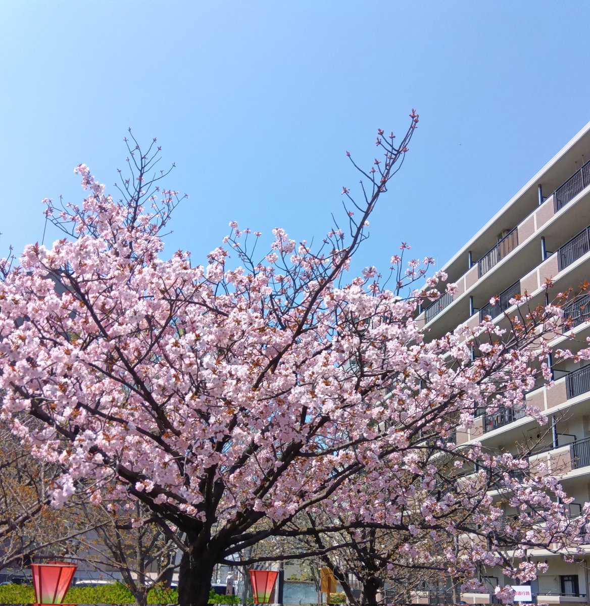 jto24294's tweet photo. 今日は造幣局の通り抜けに行ってきました。造幣局はまだ咲いてない？��もありましたが、川沿いに出ると立派に咲いてました。なかなか良い景色でした��� https://t.co/sEeStPfHo2