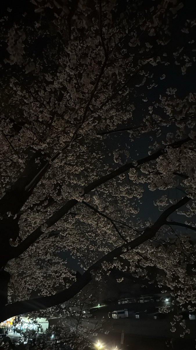 tEd7dRGmtN91703's tweet photo. 夜桜見に行ってきた🌸

花粉症辛いけど桜綺麗すぎて
見に行ってよかった🥺🥺

4月は出会いの季節だから
良い人にたーくさん出会えたらいいな🎀

#岡山 #倉敷 #パパ活女子 #P活 
#パパ活 #岡山P活 https://t.co/92eWUyYB4T