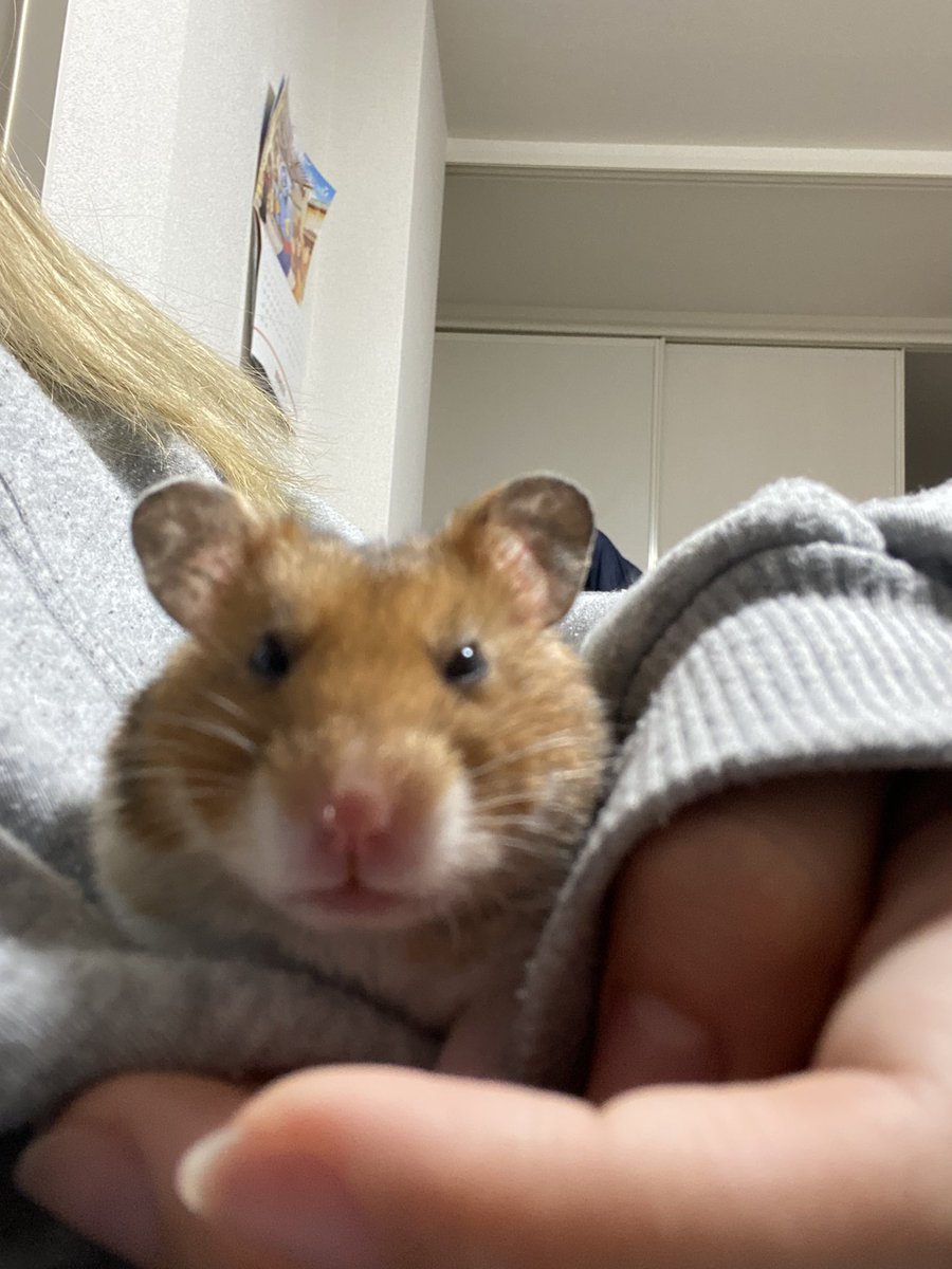 寝起きハムスタ
