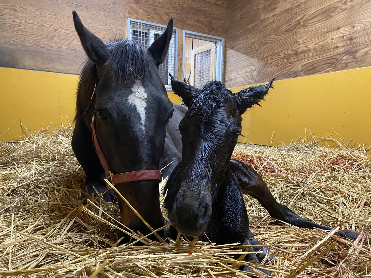 メジロコウミョウが、ルヴァンスレーヴの女の子を無事に出産しました。 コウミョウはメジロドーベルの孫娘にあたります。 種牡馬が違っても、産駒の勝ち上がり率が高く、安定して走ってくれる牧場孝行なママさんです。 同じルヴァンスレーヴを父にもつお兄さんが2歳にい ...