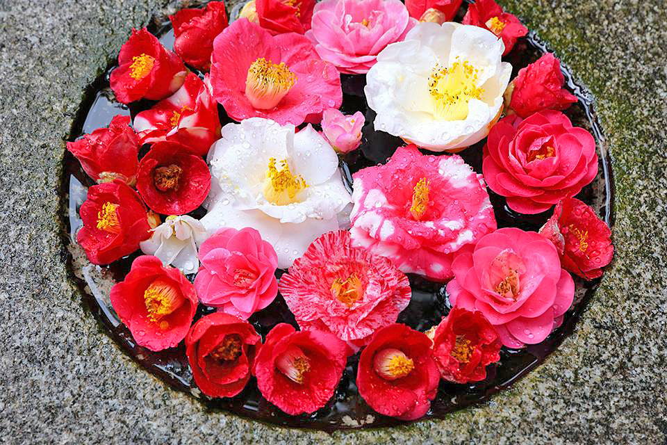 yasuhiroimamiya's tweet photo. ツバキ いろどり
#京都 #椿 #春 https://t.co/CdV2VcB53H