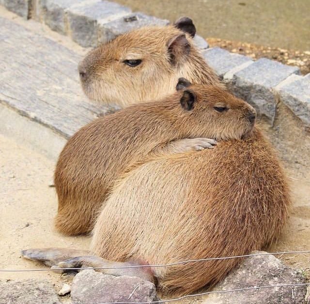 아무리 굵고 큰 나무도 상처들을 제때 관리해 주지 않으면 금방 곪아버린대요
그러니까 맛있는 음식을 먹고 내일 생각 없이 푸지게 자버리기도 하면서 스스로의 상처를 보듬어주세요
그럼 어느 날에는 부러진 가지에도 새살이 돋아날 겁니다
이제 봄이니까요
따뜻한 바람을 맞았으면 좋겠습니다