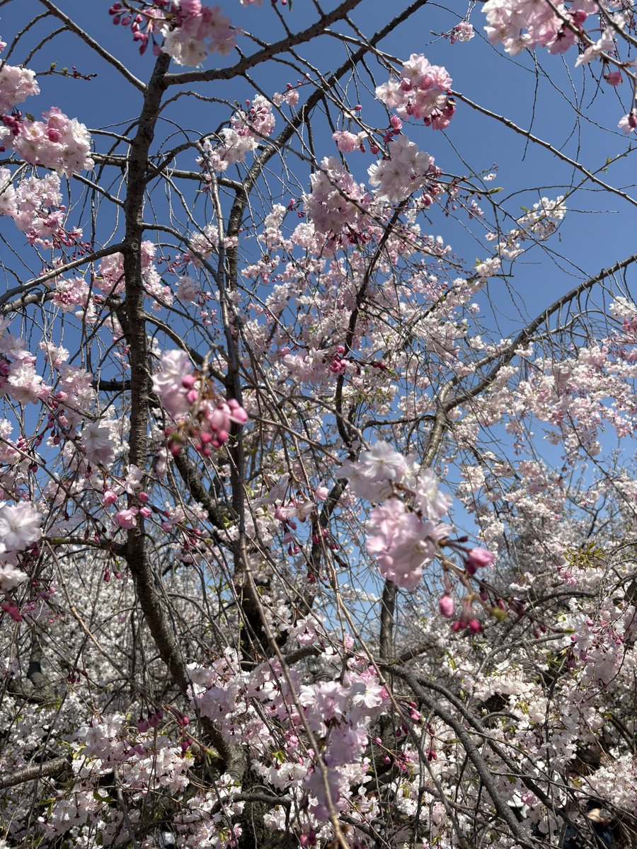 今日も桜を見ました。今日は最高の天気で桜も満開です
