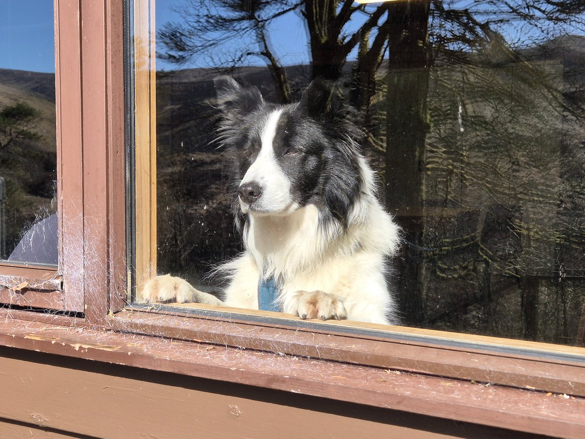 Really good 12km loop walk in <a href="/Clydemuirshiel/">Clyde Muirshiel Regional Park</a> yesterday. Included the old barytes mine track, Hill of Stake (highest point in #Renfrewshire at 522m) and Misty Law #Scotland