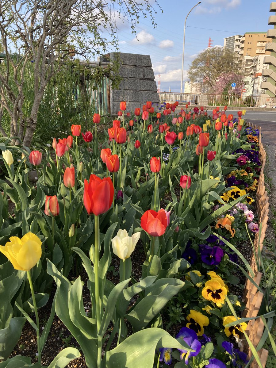 ugachanblog's tweet image. こんにちは😃
週末いかがお過ごしでしたか
朝晩と日中の気温差があるので
お身体に気をつけてください
朝から雨模様で簿記勉をインプット
アウトプットを繰り返しました
わかったつもりが厄介😞
夕方頃晴れ間も垣間見れ
ウォーキング🚶♀️がてらお花見に🌸
明日に備えて
皆様もゆっくりお過ごしください