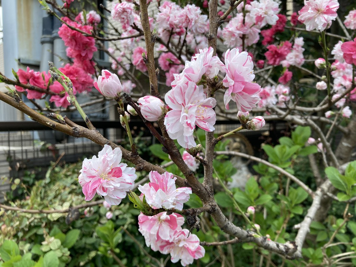 ugachanblog's tweet image. こんにちは😃
週末いかがお過ごしでしたか
朝晩と日中の気温差があるので
お身体に気をつけてください
朝から雨模様で簿記勉をインプット
アウトプットを繰り返しました
わかったつもりが厄介😞
夕方頃晴れ間も垣間見れ
ウォーキング🚶♀️がてらお花見に🌸
明日に備えて
皆様もゆっくりお過ごしください