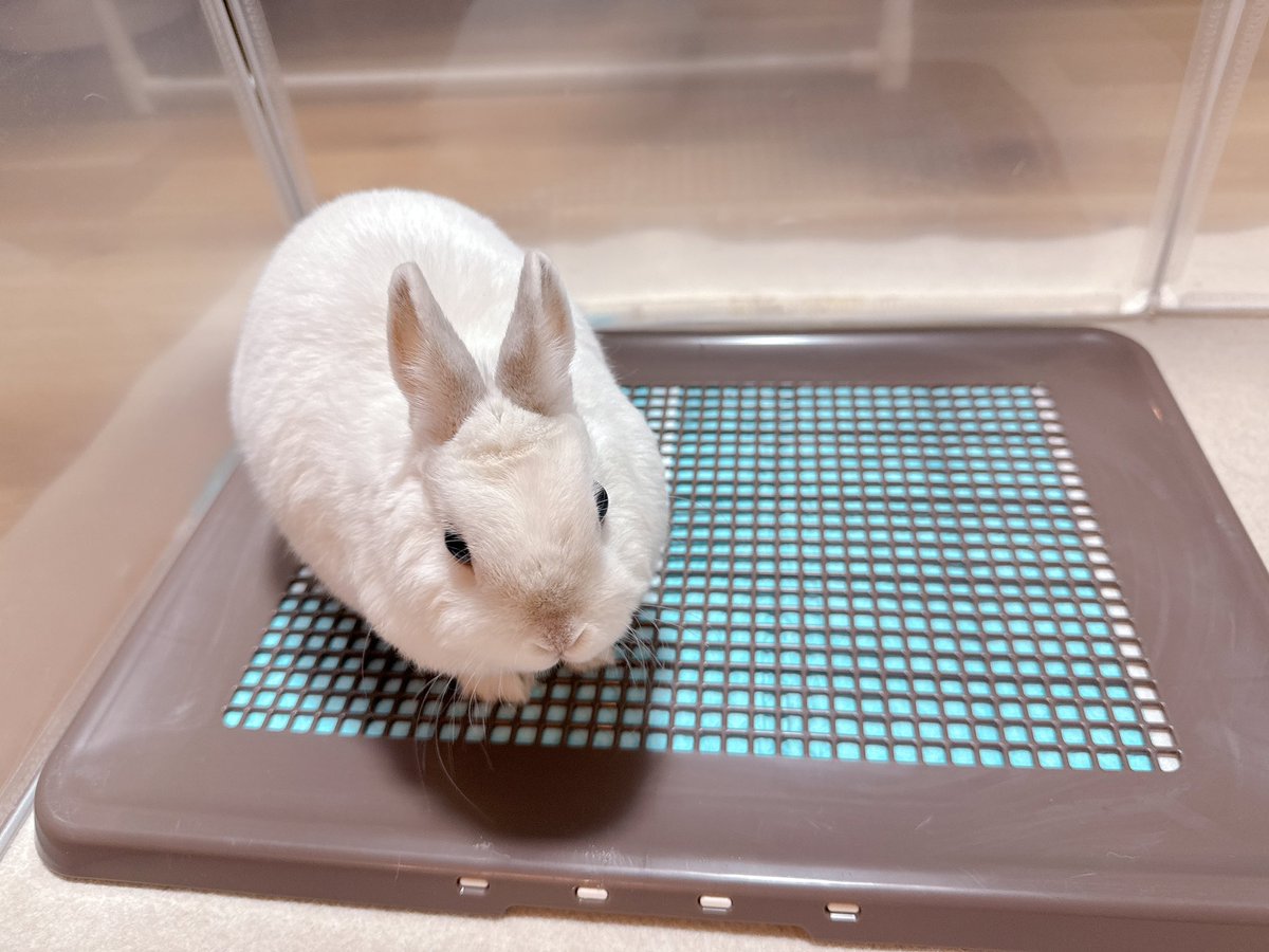 餅ママ🐇 tweet media