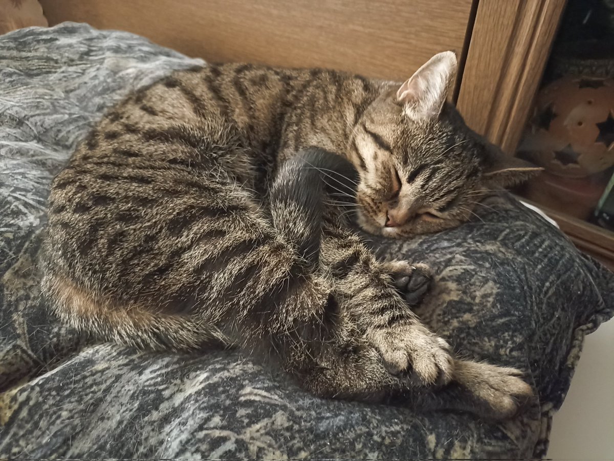 Лапы вместе. И хвост до кучи. 
И спать! 
А чего еще делать, когда зима вернулась? 

За сим отмуркивпюсь
Ваша Кася